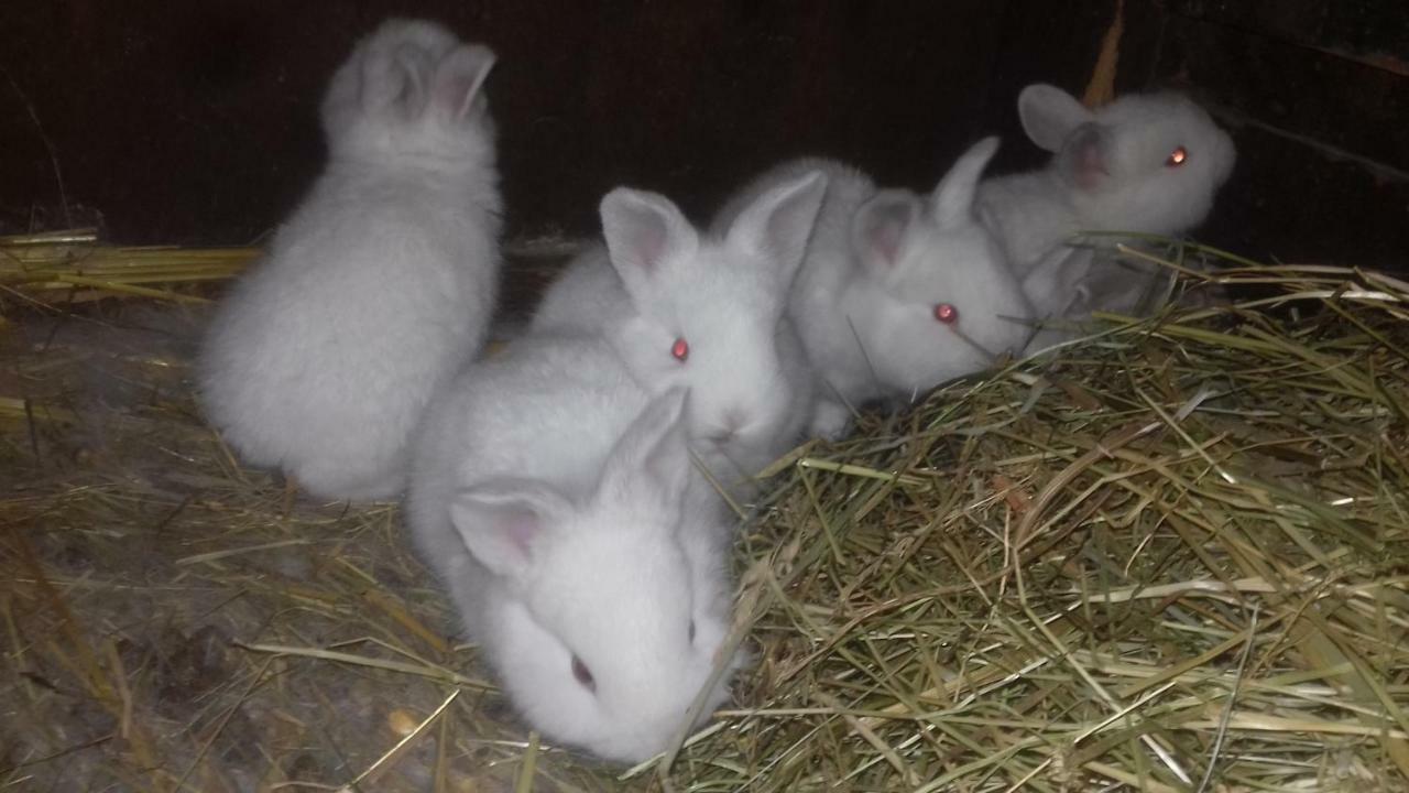 villa sisman Donji Zemunik Esterno foto
